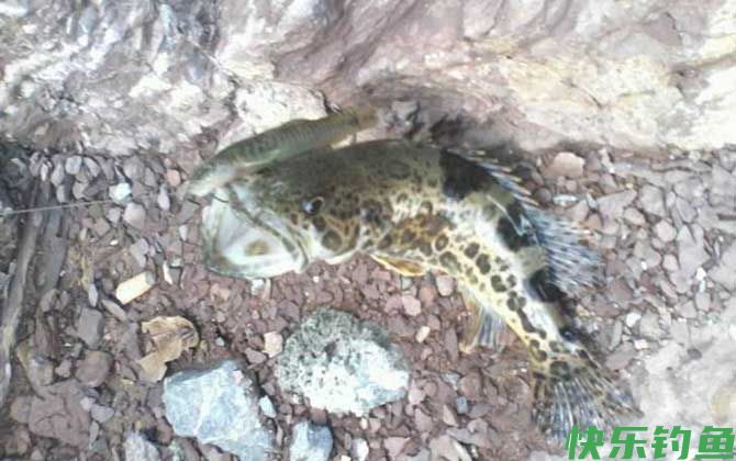 钓桂鱼怎么打窝好?