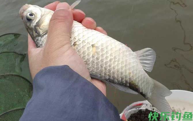 野钓怎么打窝效果好？