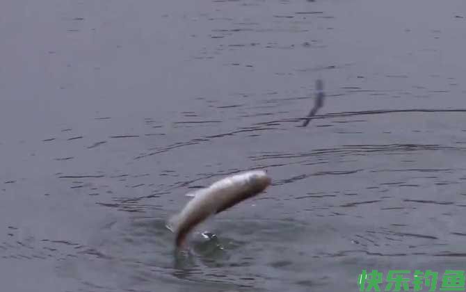 钓小白条怎么调漂最好？