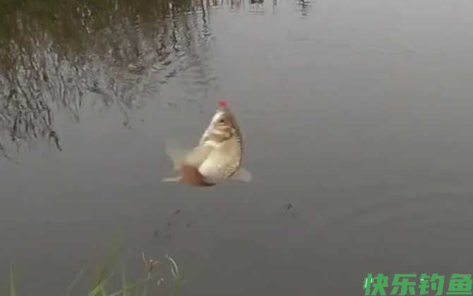 钓鱼
