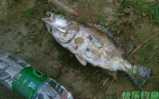 桂鱼