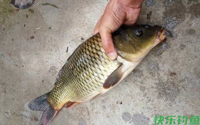 水库钓鲤鱼