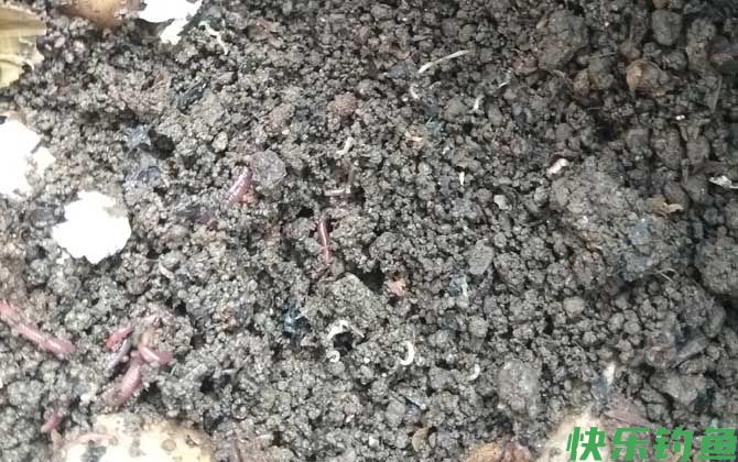 蚯蚓