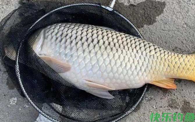 红薯味饵料适合钓什么鱼?