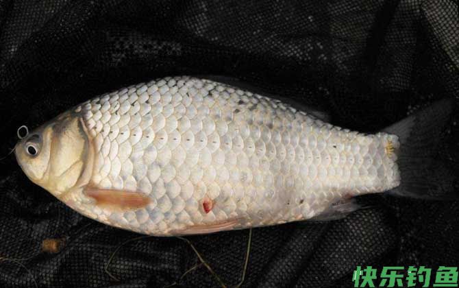 什么天气好钓鲫鱼?