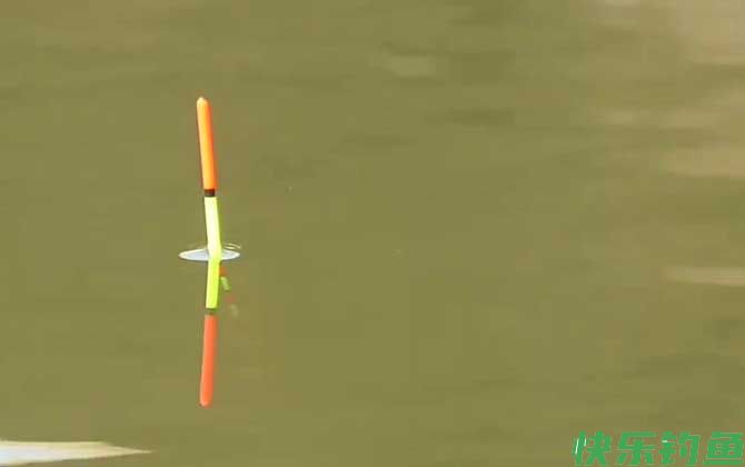 鸡肝钓鱼怎么调漂?