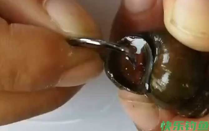 挂田螺钓鱼的正确方法