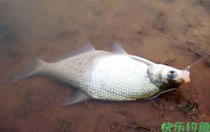 野钓鳊鱼最佳水深是多少？