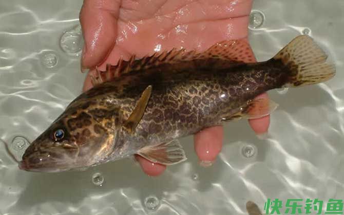 桂鱼用什么钓上鱼快?