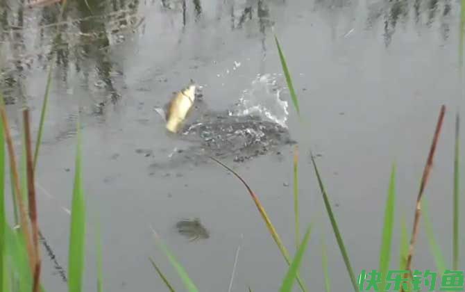 六月钓鱼没口是怎么回事?