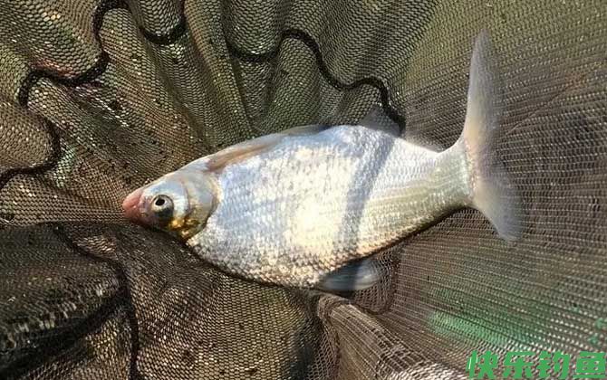 串钩玉米钓鳊鱼的技巧和方法