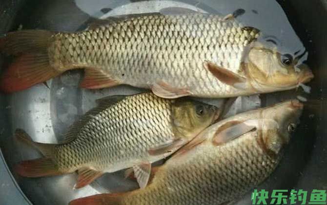 初春野钓鲤鱼方法及注意事项