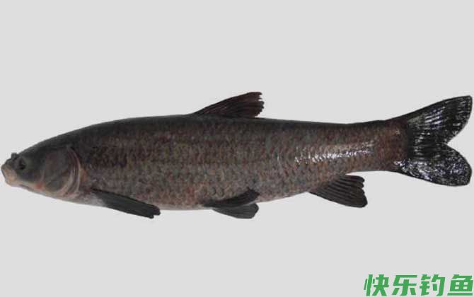 青鱼