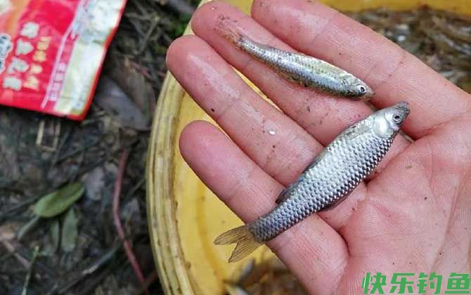 麦穗鱼