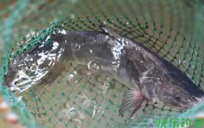 鮰鱼
