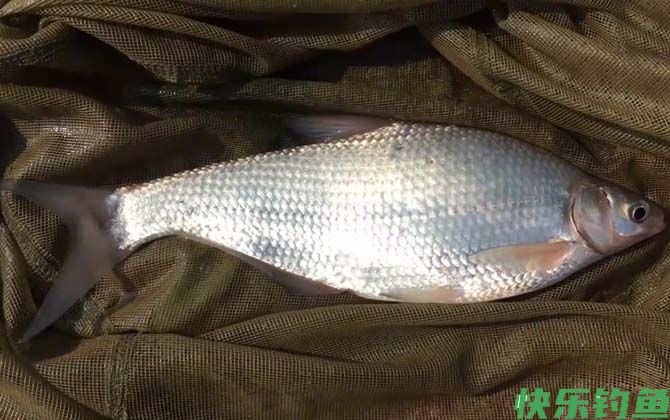 鳊鱼