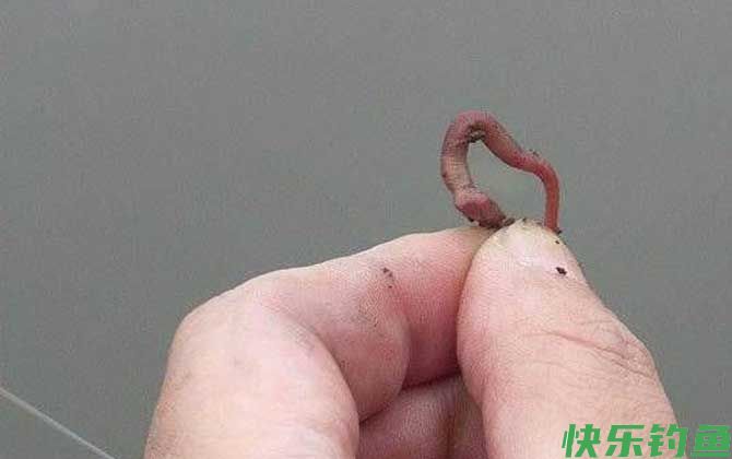蚯蚓钓鲫鱼