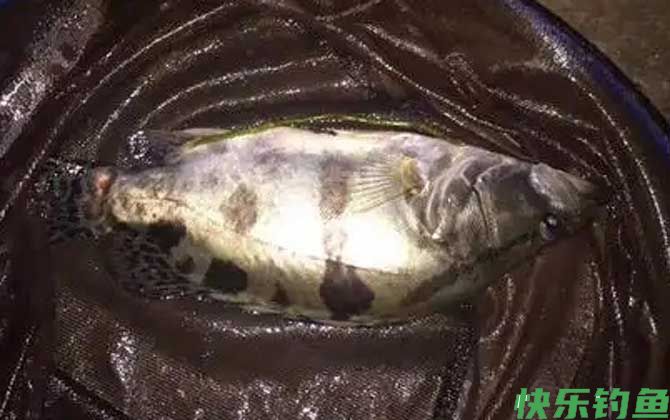 亮片可以路亚鳜鱼吗？