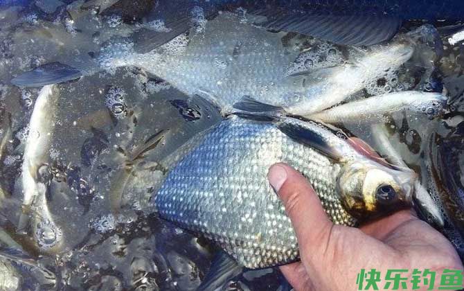 鳊鱼