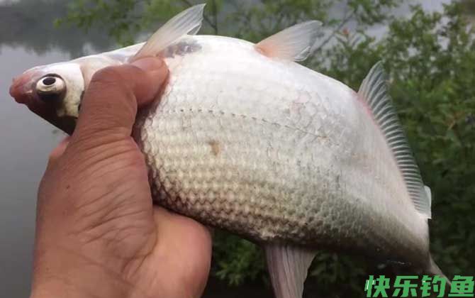 鳊鱼