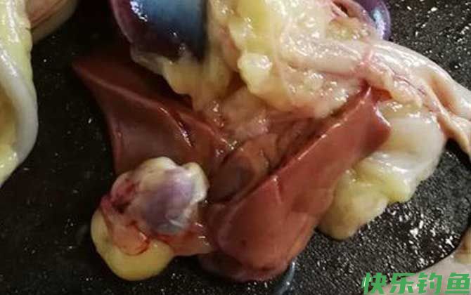 鸡肝钓鱼