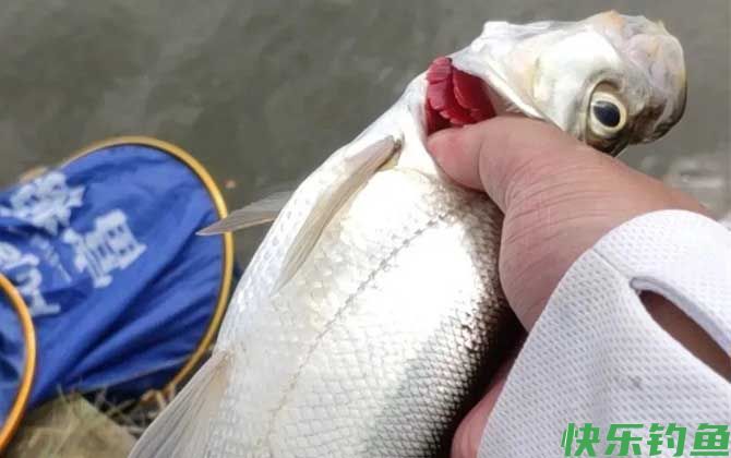 黑坑钓翘嘴
