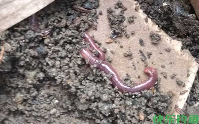 蚯蚓钓鱼