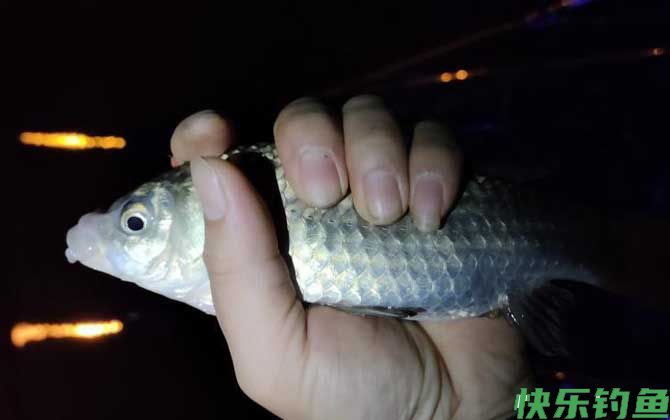 什么时候适合夜钓？