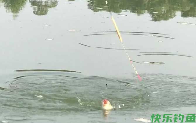 冬季钓鱼可以钓浮吗？