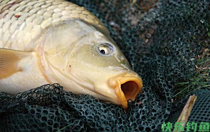 秋季钓鲤鱼钓深水还是浅水？