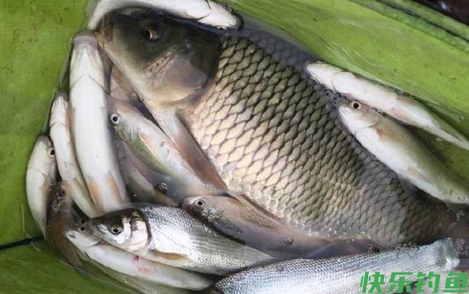 怎样才能在水库钓到大鲤鱼？