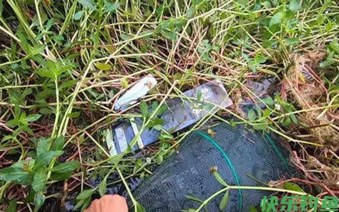 虾笼放置的最佳位置