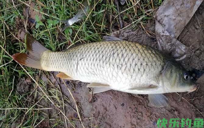 钓鱼时间一般是几点最好?