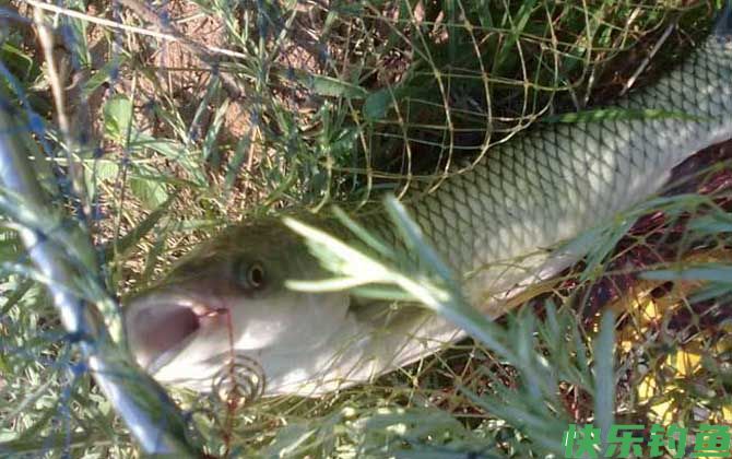 钓草鱼有什么技巧？