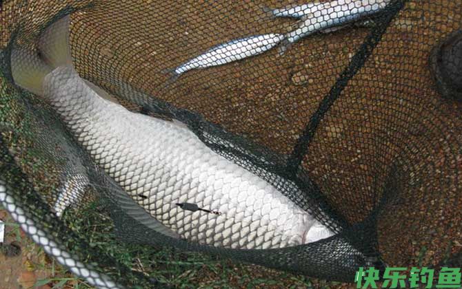 野钓鲮鱼最佳时间是什么时候?