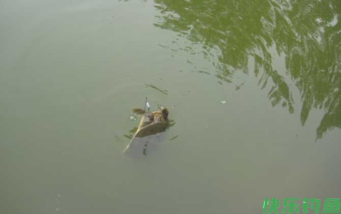 钓甲鱼的最佳时间