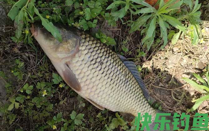 夏天早上钓鱼钓远还是钓近？