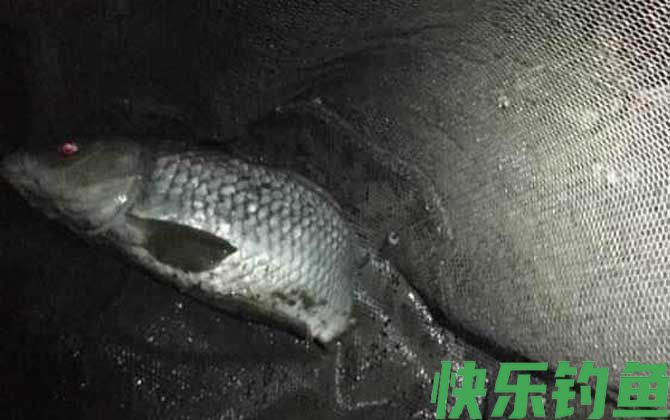 夜钓上鱼最佳时间是什么时候？