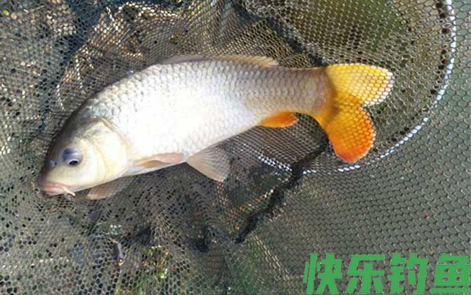 春季钓鲤鱼什么时间开竿？