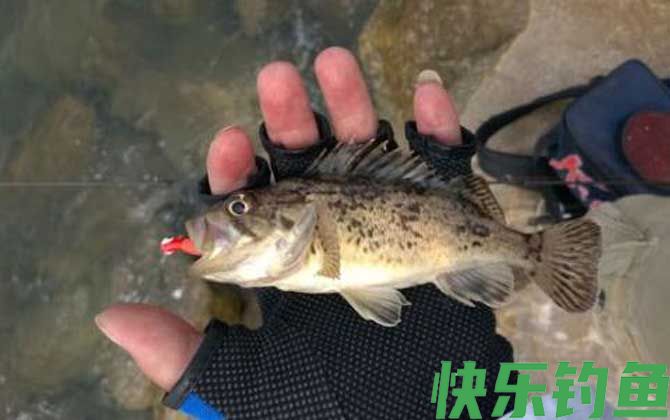 路亚石斑鱼