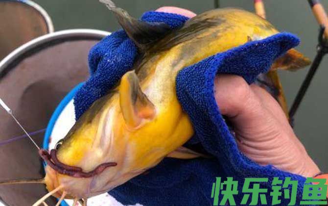 钓黄颡鱼