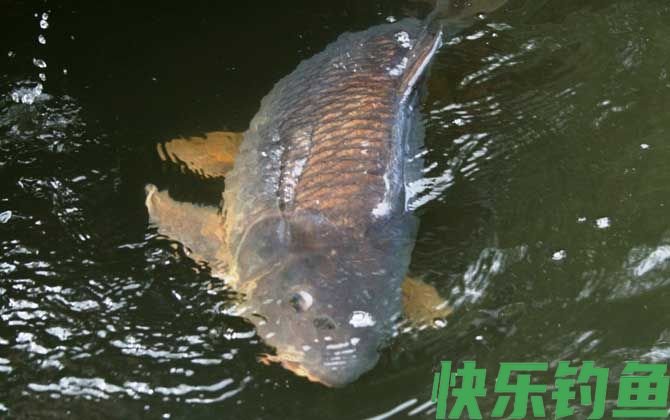 鲤鱼
