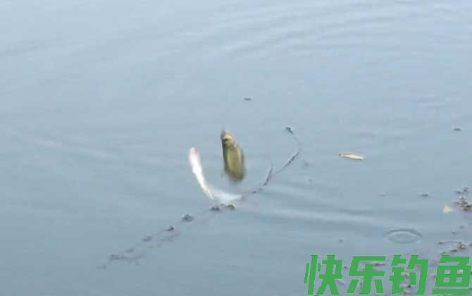 白条