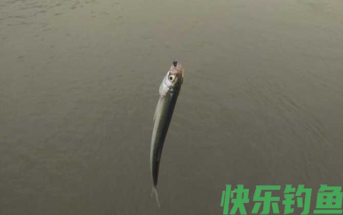 白条