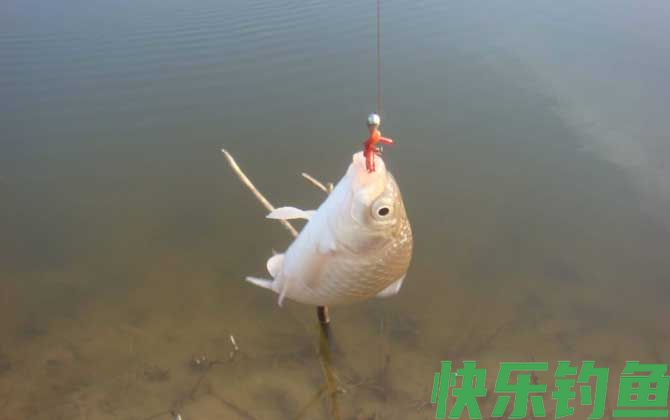 蚯蚓钓鱼