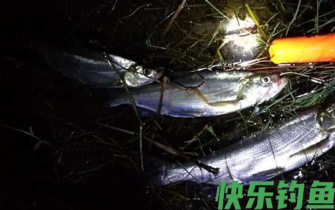 夜钓