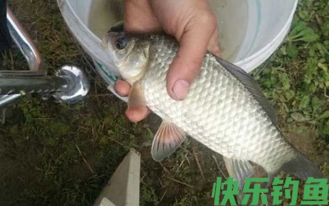 钓鱼