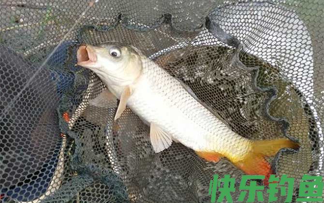 钓鲤鱼