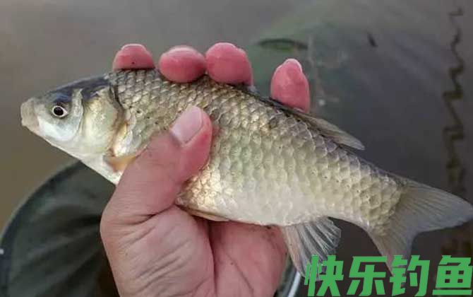 钓鲫鱼