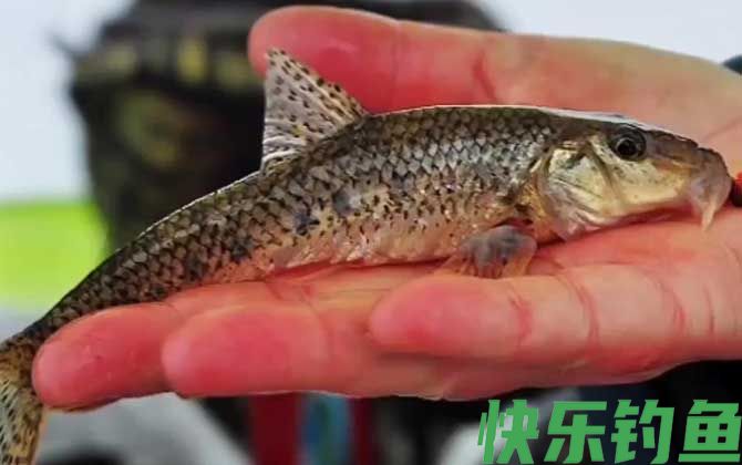 船丁鱼